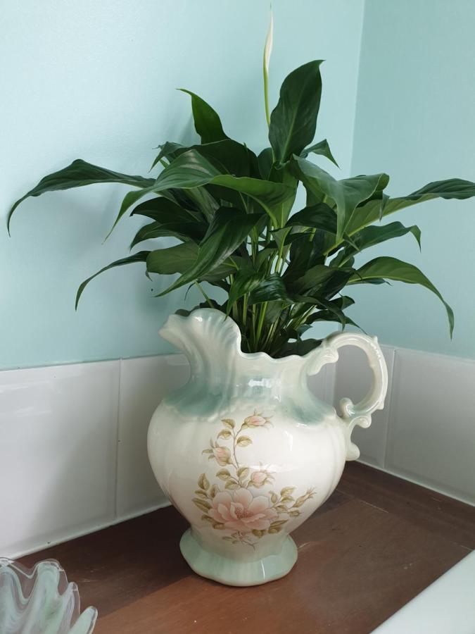 Rosebank Guesthouse 希尔斯维尔 外观 照片